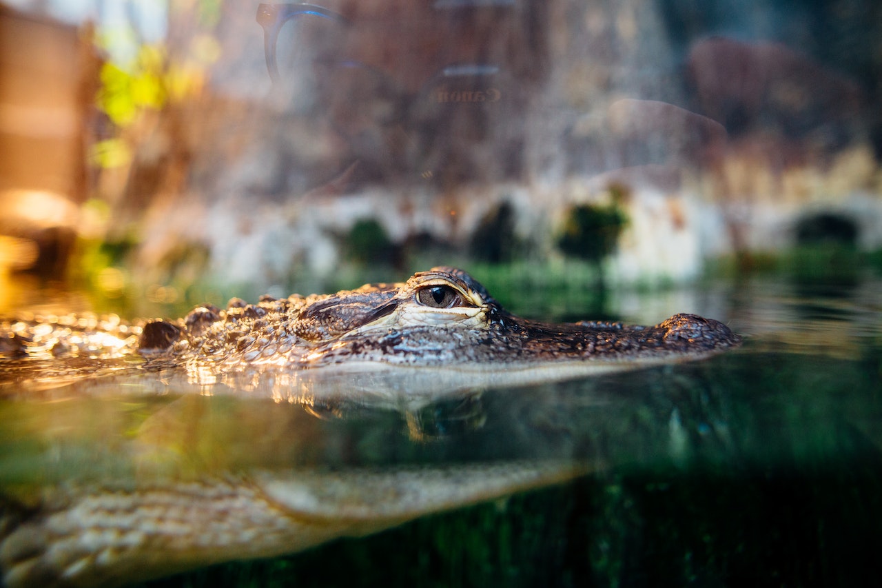 crocodile infested waters in australia